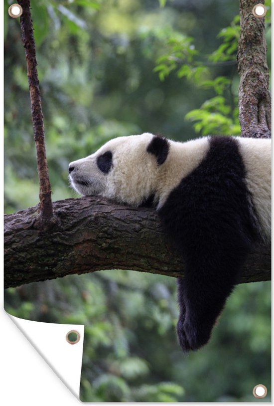 Muurdecoratie Panda Boom Dieren Natuur 120x180 cm Tuinposter