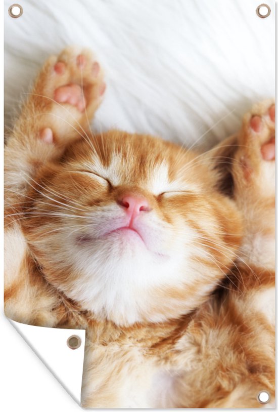 Tuinposter 80x120 cm - Tuindecoratie Kat - Rood - Huisdieren - Kitten - Poster voor in de tuin - Buiten decoratie - Schutting tuinschilderij - Tuindoek muurdecoratie - Wanddecoratie balkondoek