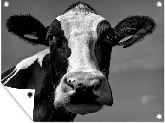 Tuinschilderij Een Friese koe kijkt recht in de camera - zwart wit - 80x60 cm - Tuinposter - Tuindoek - Buitenposter