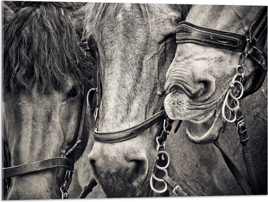 WallClassics - Acrylglas - Drie Paarden met Halsters in het Zwart Wit - 80x60 cm Foto op Acrylglas (Wanddecoratie op Acrylaat)