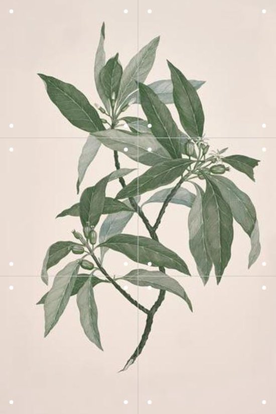 IXXI Timonius Timon - Wanddecoratie - Bloemen en Planten - 40 x 60 cm