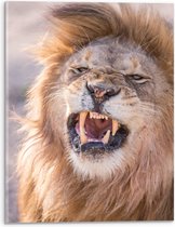 WallClassics - Verre acrylique - Lion rugissant - Photo 30x40 cm sur verre acrylique (avec système de suspension)