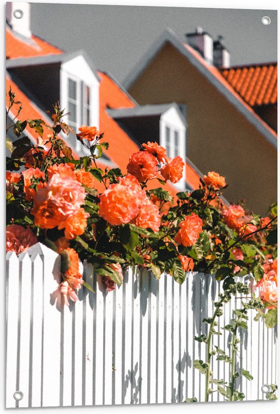 WallClassics - Poster de jardin – Clôture Witte avec roses de jardin roses – 60 x 90 cm Photo sur poster de jardin (décoration murale pour l'extérieur et l'intérieur)