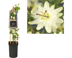 Klimplant Passiflora Avalanche (passiebloem)