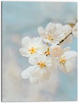 WallClassics - Dibond - Witte Sakura Bloem - 60x80 cm Foto op Aluminium (Met Ophangsysteem)