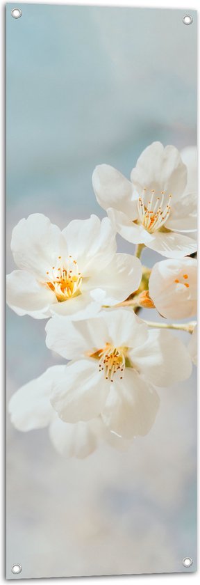 WallClassics - Tuinposter – Witte Sakura Bloem - 40x120 cm Foto op Tuinposter (wanddecoratie voor buiten en binnen)