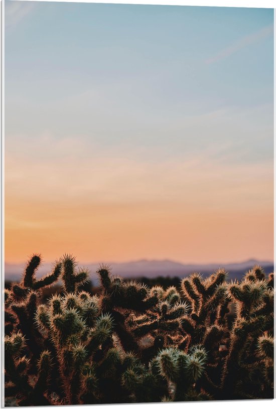 WallClassics - Acrylglas - Cylindropuntia Fulgida Plantjes voor Berglandschap met Oranje Lucht - 60x90 cm Foto op Acrylglas (Wanddecoratie op Acrylaat)