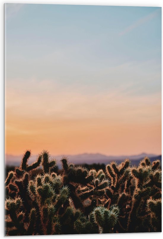 WallClassics - Acrylglas - Cylindropuntia Fulgida Plantjes voor Berglandschap met Oranje Lucht - 50x75 cm Foto op Acrylglas (Wanddecoratie op Acrylaat)