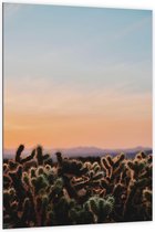 WallClassics - Dibond - Cylindropuntia Fulgida Plantjes voor Berglandschap met Oranje Lucht - 100x150 cm Foto op Aluminium (Met Ophangsysteem)