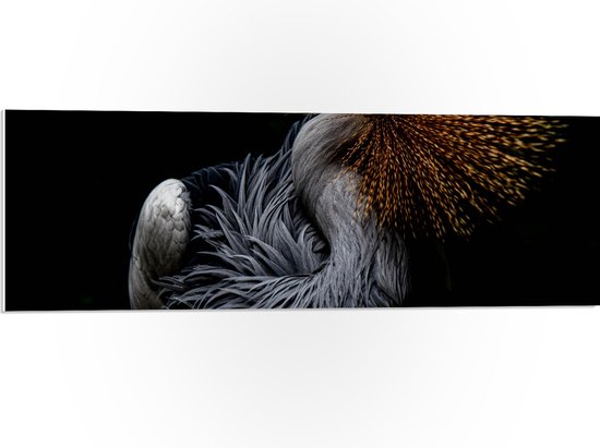 WallClassics - PVC Schuimplaat - Grijze Kroonkraanvogel op Zwarte Achtergrond - 90x30 cm Foto op PVC Schuimplaat (Met Ophangsysteem)