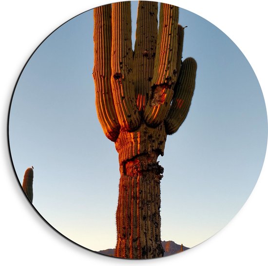 WallClassics - Dibond Muurcirkel - Zon Schijnt op Cactus - 40x40 cm Foto op Aluminium Muurcirkel (met ophangsysteem)