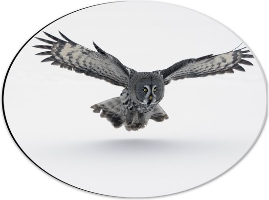 Dibond Ovaal - Grijze Uil met Gespreide Vleugels op Witte Achtergrond - 40x30 cm Foto op Ovaal (Met Ophangsysteem)
