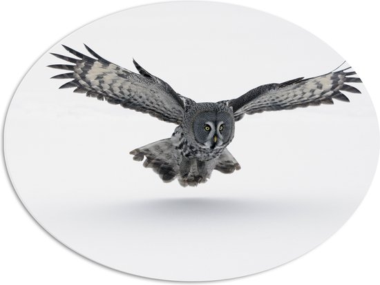 PVC Schuimplaat Ovaal - Grijze Uil met Gespreide Vleugels op Witte Achtergrond - 56x42 cm Foto op Ovaal (Met Ophangsysteem)