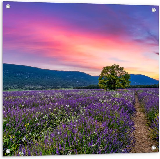 Tuinposter – Lavendel Veld met Zonsondergang en Mooie Lucht - 80x80 cm Foto op Tuinposter (wanddecoratie voor buiten en binnen)