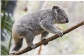 Vlag - Koala Balancerend op een Tak - 60x40 cm Foto op Polyester Vlag