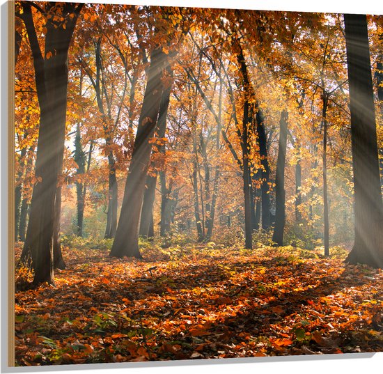 Hout - Bos in de Herfst met Zonnestralen door de Bomen - 100x100 cm - 9 mm dik - Foto op Hout (Met Ophangsysteem)