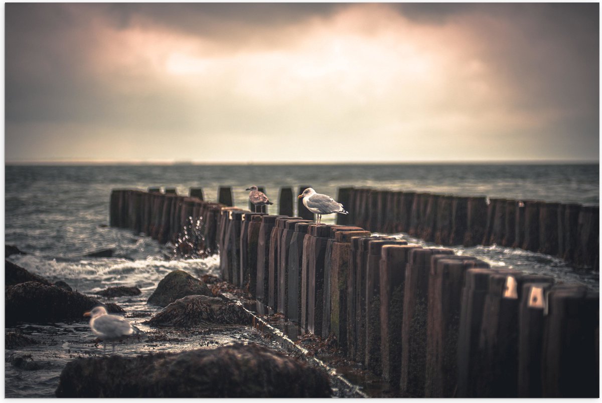 Poster (Mat) - Meeuwen op Houten Palen bij de Zee - 90x60 cm Foto op Posterpapier met een 