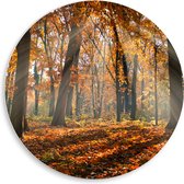 PVC Schuimplaat Muurcirkel - Bos in de Herfst met Zonnestralen door de Bomen - 50x50 cm Foto op Muurcirkel (met ophangsysteem)