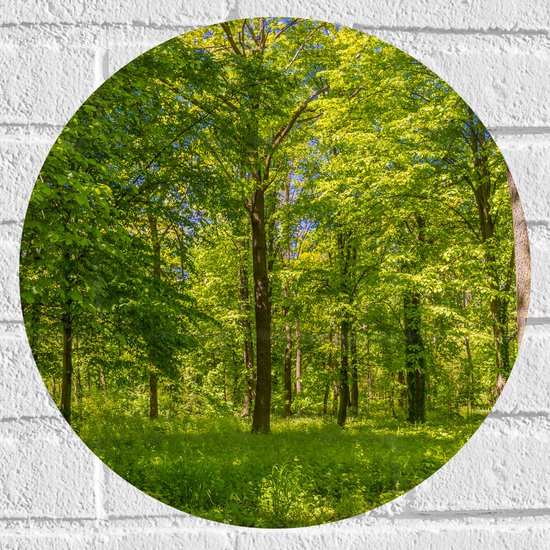 Muursticker Cirkel - Groen Bos in de Lente met Verschillende Bomen - 40x40 cm Foto op Muursticker