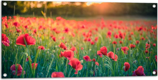 Tuinposter – Klaprozen in een Veld met Mooie Belichting achter de Bomen - 100x50 cm Foto op Tuinposter (wanddecoratie voor buiten en binnen)