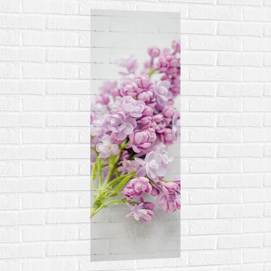 WallClassics - Muursticker - Paarse Narcis Geplukt op Witte Ondergrond - 40x120 cm Foto op Muursticker