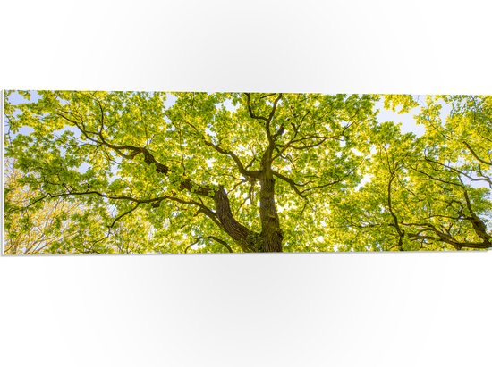PVC Schuimplaat- Groene Boom met Zonnenstralen door de Bladeren - 90x30 cm Foto op PVC Schuimplaat