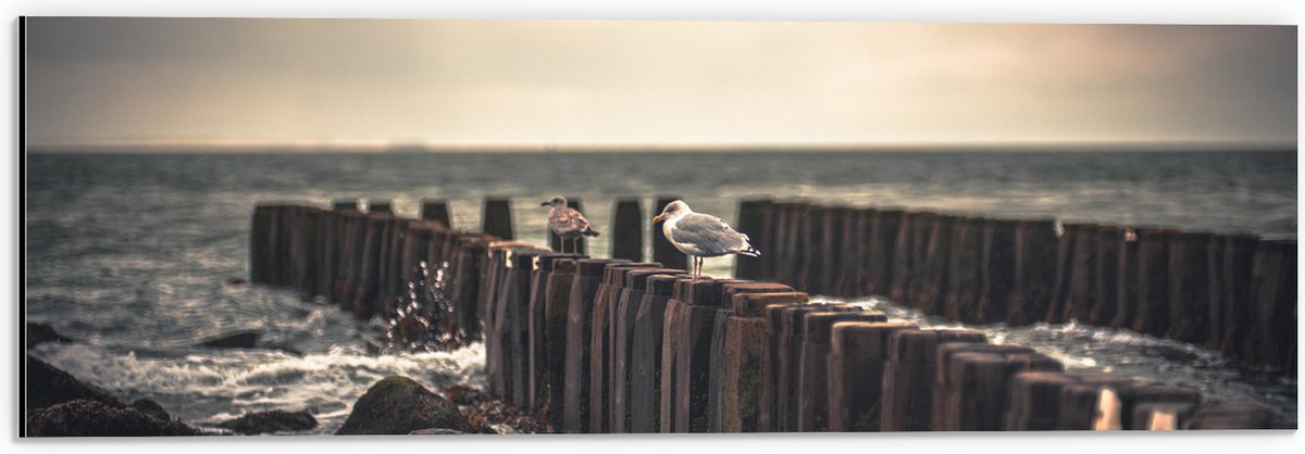 Dibond - Meeuwen op Houten Palen bij de Zee - 60x20 cm Foto op Aluminium (Wanddecoratie va