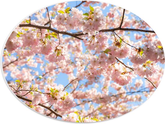 PVC Schuimplaat Ovaal - Roze Sakura Boom van Dichtbij - 40x30 cm Foto op Ovaal (Met Ophangsysteem)