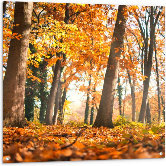 Herfstbos gezien vanaf de grond met veel oranje bladeren en bomen.