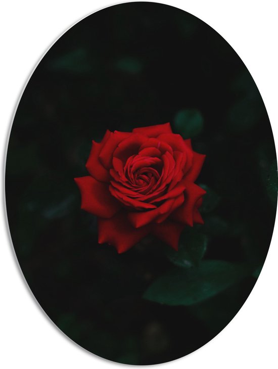 WallClassics - PVC Schuimplaat Ovaal - Prachtige Rode Roos - 51x68 cm Foto op Ovaal  (Met Ophangsysteem)