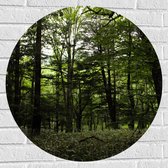 WallClassics - Muursticker Cirkel - Alleenmaar Groen in het Bos - 70x70 cm Foto op Muursticker