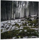WallClassics - Dibond - Smalle Bomen in Bos met Kleine Beetjes Sneeuw - 100x100 cm Foto op Aluminium (Wanddecoratie van metaal)
