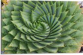 WallClassics - Dibond - Spiraalvormige Cactus - 75x50 cm Foto op Aluminium (Met Ophangsysteem)