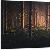 WallClassics - Dibond - Bos in de Schemer van Zonsondergang - 100x100 cm Foto op Aluminium (Wanddecoratie van metaal)