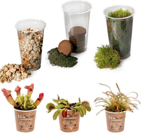 Ecoworld Vleesetende planten Mix - DIY Ecosysteem Plant Set - 3 Vleesetende Planten - met Terrarium plant Venus Vliegenval Zonnedauw en Trompetbekerplant - Inclusief Substraat - Grond - Mos - 14 cm