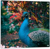 WallClassics - Tuinposter – Prachtige Blauw Groene Pauw - 80x80 cm Foto op Tuinposter  (wanddecoratie voor buiten en binnen)