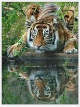 Diamond painting 40x50cm - tijger kijkt in water - ronde steentjes