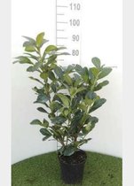 1 x Prunus laurocerasus 'Etna'® - LAURIERKERS 40 - 60 cm in pot