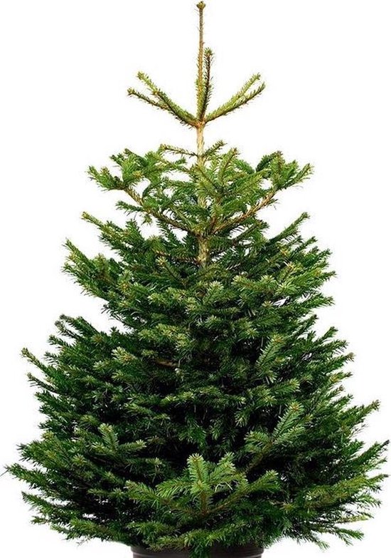 Echte kerstboom - Nordmann Excellent - Gezaagd Geen Kluit - 275-300cm |  bol.com