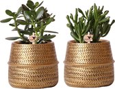 Verts de colibri | Lot de 2 plantes succulentes dans des pots décoratifs à rainures dorées - taille du pot en céramique Ø9cm