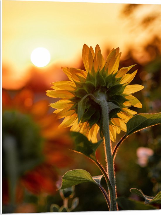 WallClassics - Plaque de Mousse PVC - Tournesol de Dos - 60x80 cm Photo sur Plaque de Mousse PVC