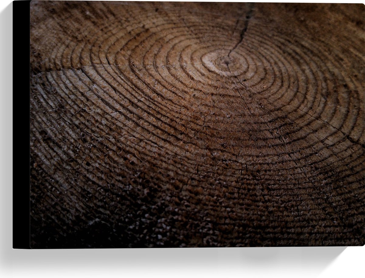 Canvas - Oude Dikke Boomstam - 40x30 cm Foto op Canvas Schilderij (Wanddecoratie op Canvas