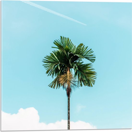 WallClassics - Acrylglas - Rechte Palmboom bij Blauwe Lucht en Wolken - 50x50 cm Foto op Acrylglas (Wanddecoratie op Acrylaat)