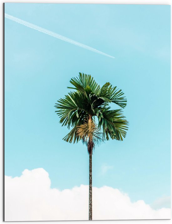 WallClassics - Dibond - Rechte Palmboom bij Blauwe Lucht en Wolken - 60x80 cm Foto op Aluminium (Wanddecoratie van metaal)