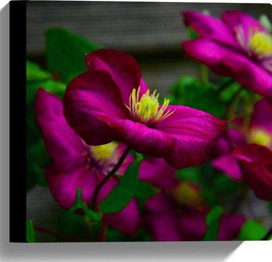 WallClassics - Toile - Fleurs de gentiane violet-rose - 30x30 cm Photo sur toile (Décoration murale sur toile)