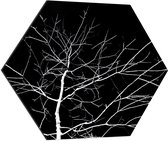 WallClassics - Dibond Hexagon - Kale Witte Boom met Zwarte Achtergrond - 70x60.9 cm Foto op Hexagon (Met Ophangsysteem)