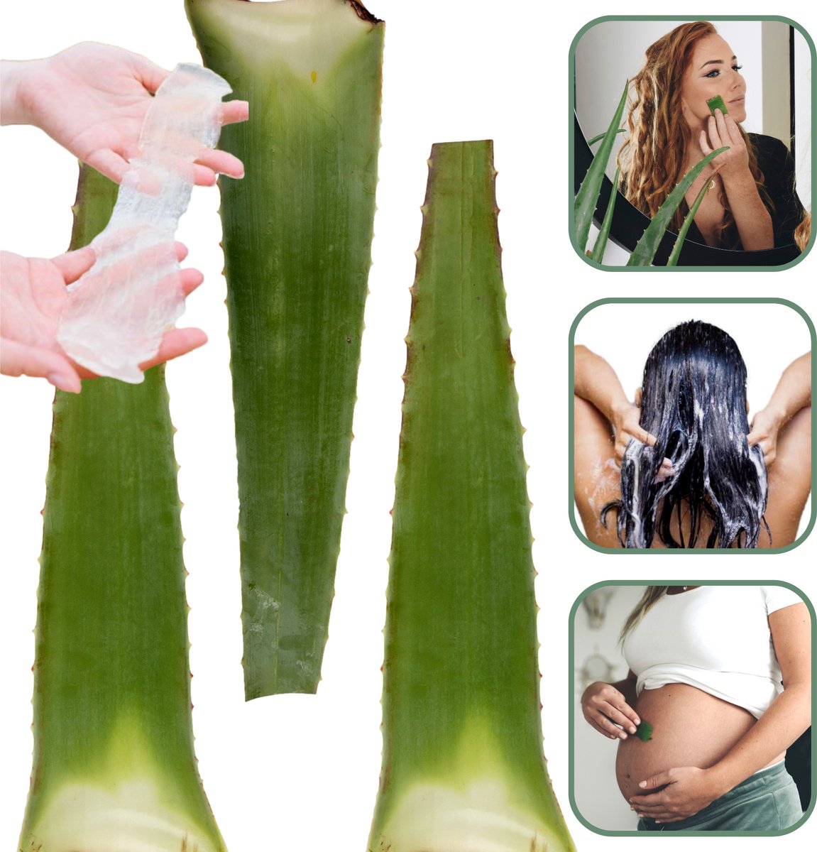 Dr. Green® 3x Aloë vera Blad met Handleiding - Voor Huid, Haar, Acne & Meer - Gezicht Masker Maken - Puur Gel en 100% Biologisch