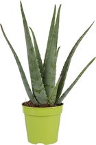 Dr. Green® Broeder Green - met kweekhandleiding - Aloë vera plant groot 45 cm - ø 15 cm - Kamerplanten - Vetplant - Kamerplant luchtzuiverend - Succulent