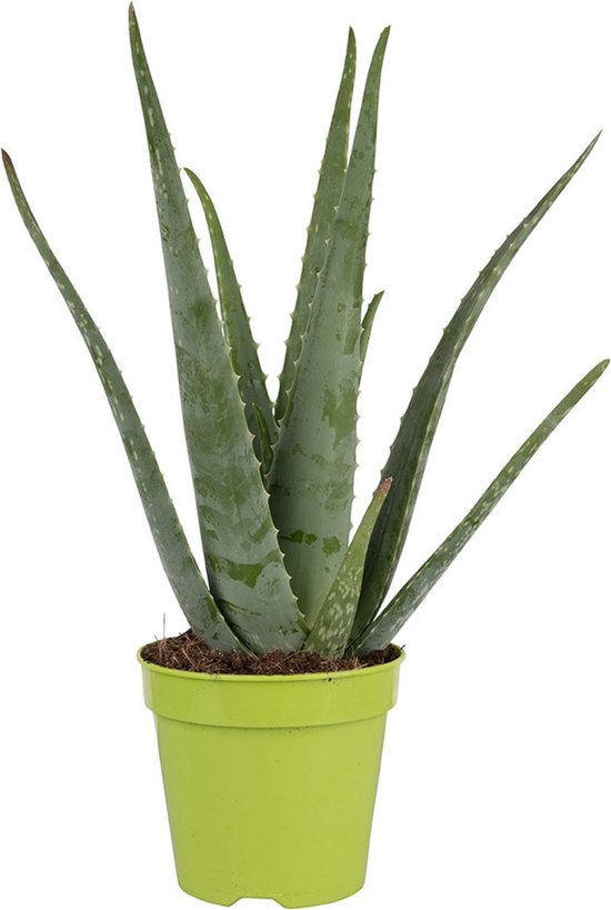 Dr. Green® Broeder Green - met kweekhandleiding - Aloë vera plant groot 45  cm - ø 15... | bol.com