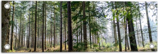 WallClassics - Tuinposter – Hoge Naaldbomen in het Bos - 60x20 cm Foto op Tuinposter  (wanddecoratie voor buiten en binnen)